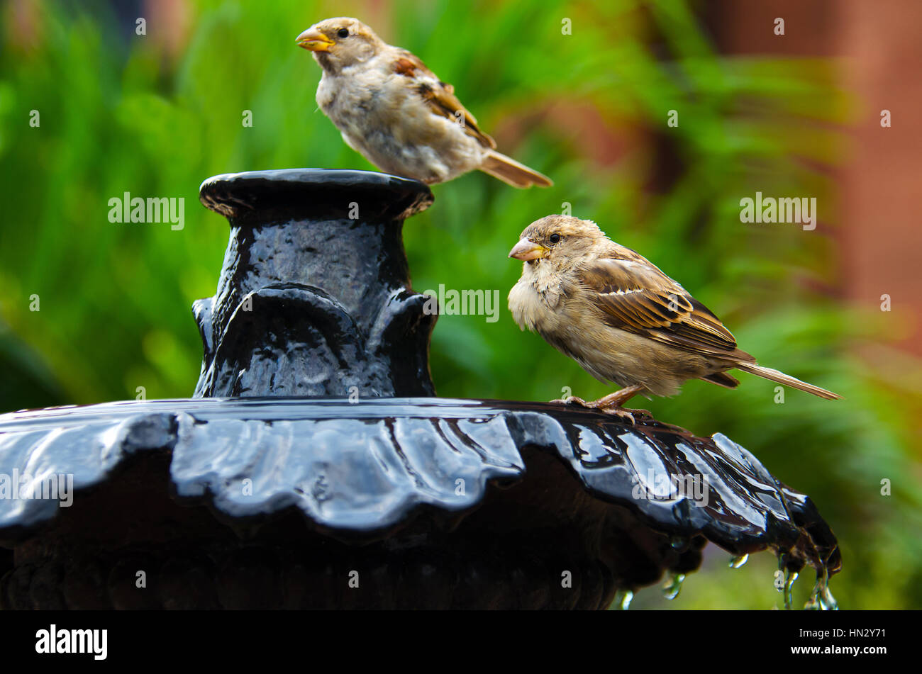 Two sparrows on a fountain drinking and bathing in water Stock Photo
