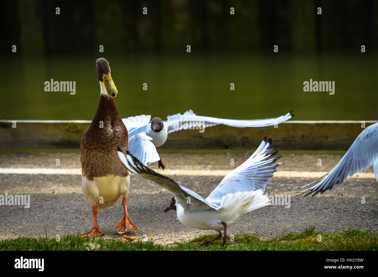 Curious duck walking among active seagulls by a path in Hyde Park Stock Photo