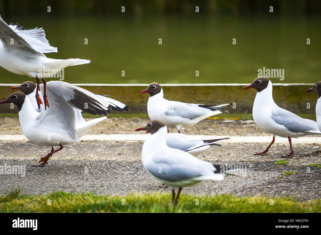 Seagulls on patrol by a path in a park Stock Photo