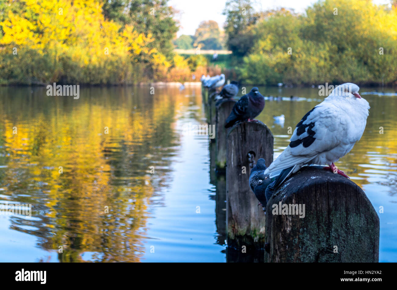 Doves perched at the Serpentine Lake at Hyde Park in autumn, London Stock Photo