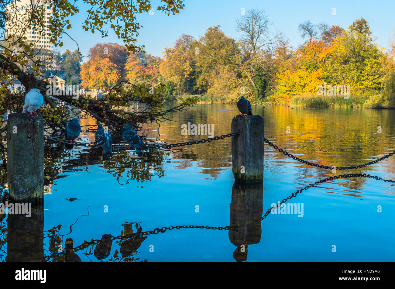 Pigeons at the Serpentine Lake in Hyde Park, London Stock Photo