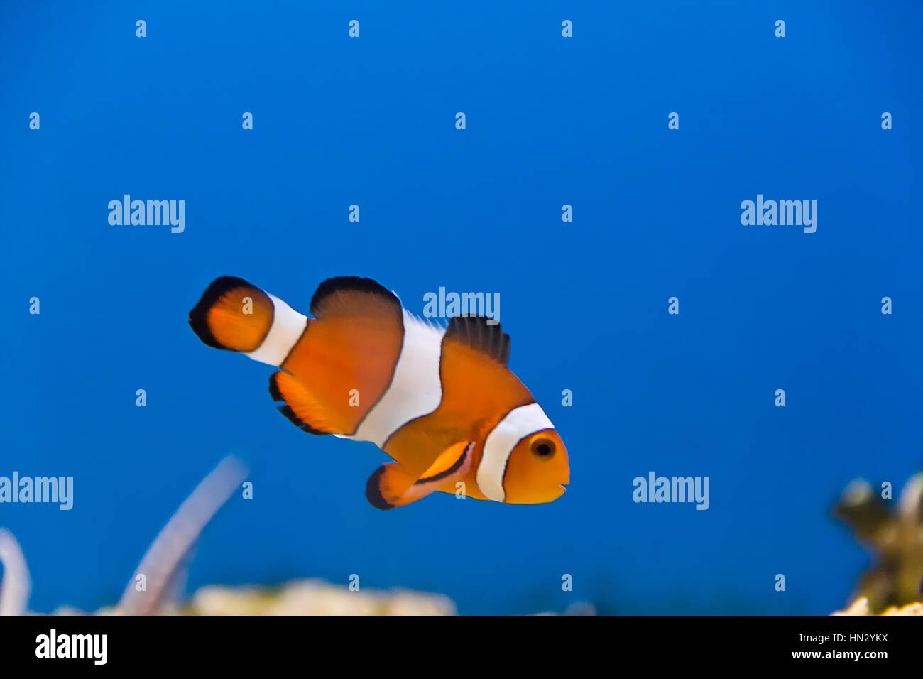 Image of clown fish in aquarium water Stock Photo