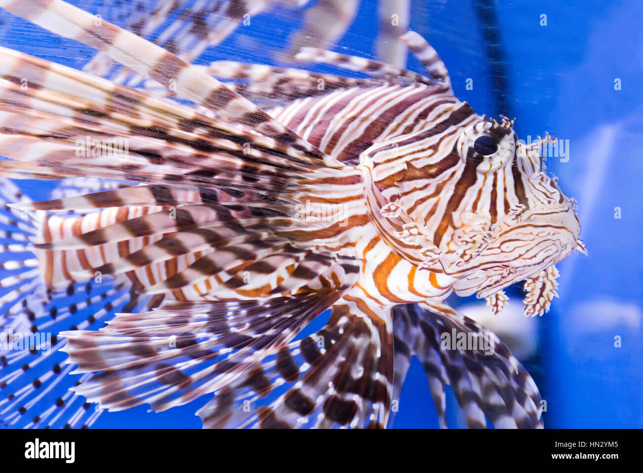 Photo of aquarium fish in blue water Stock Photo