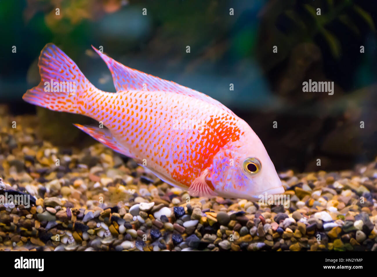 Image of red aulonocara fish in aquarium Stock Photo
