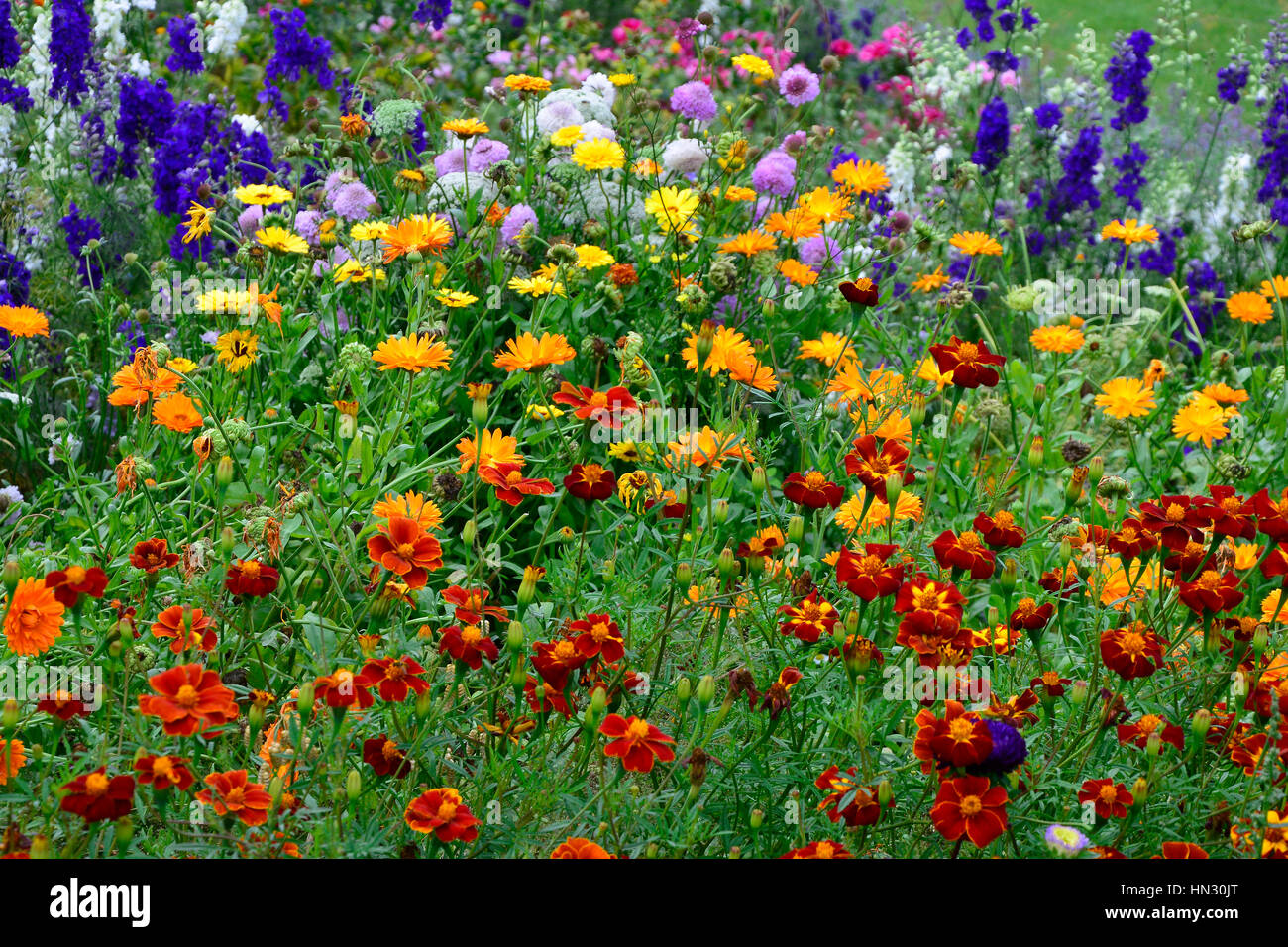 Wild and colourful planting of Marigolds Tagetes and Dahlias Stock Photo