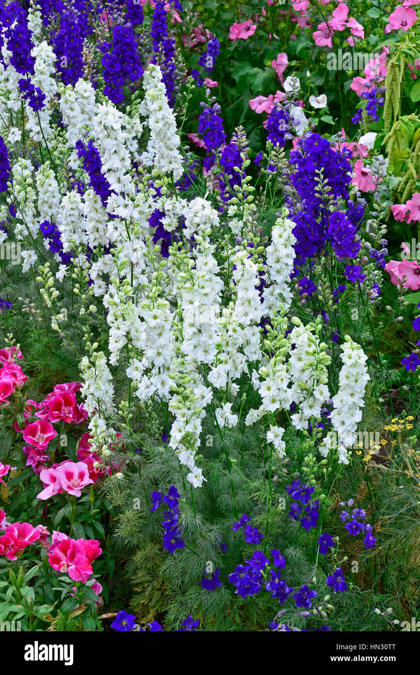 Colourful flower meadow with mixed planting with a display of Delphiniums, Stock Photo
