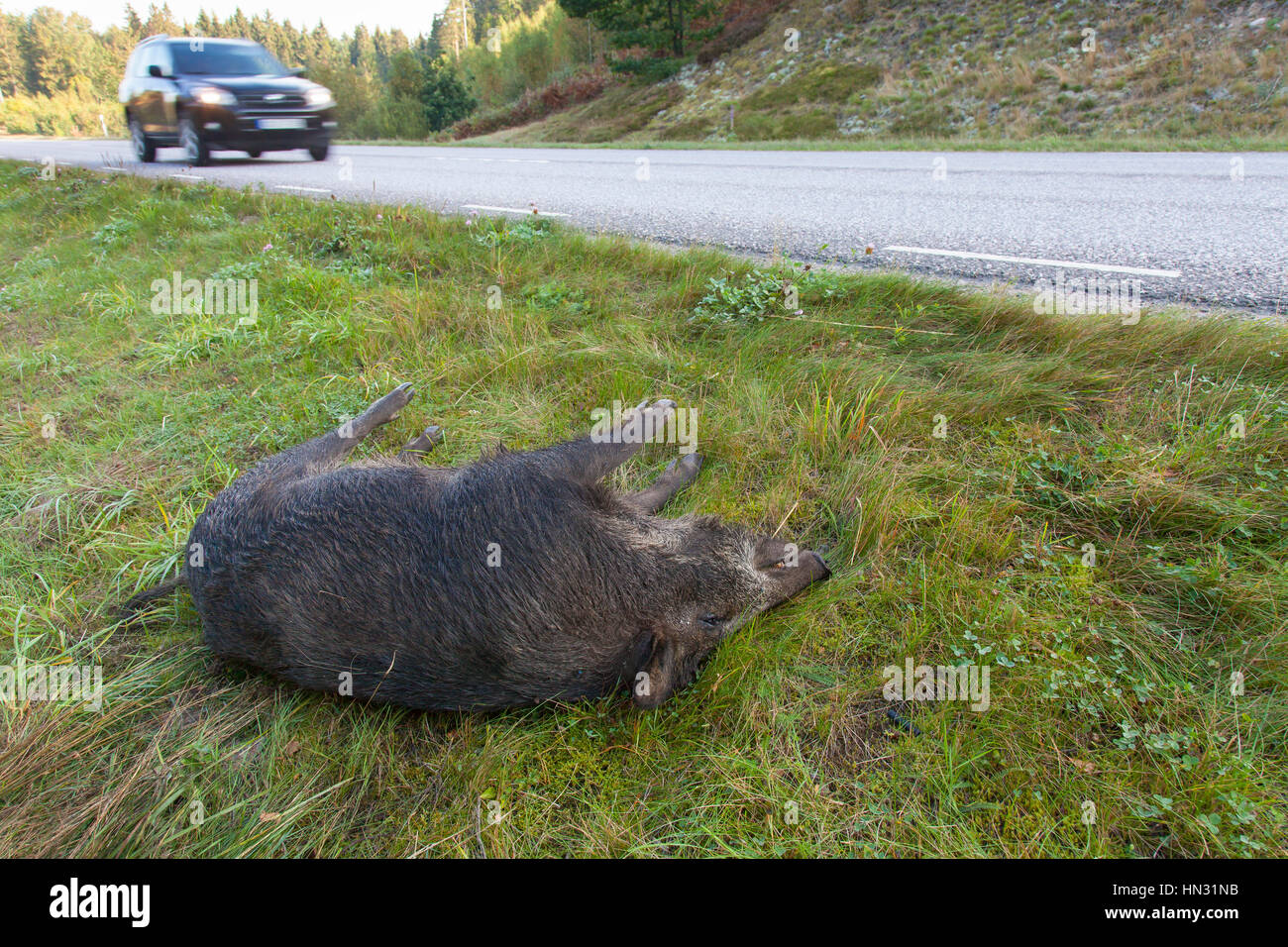 Wild boar (Sus scrofa) roadkill after collision with speeding car Stock Photo