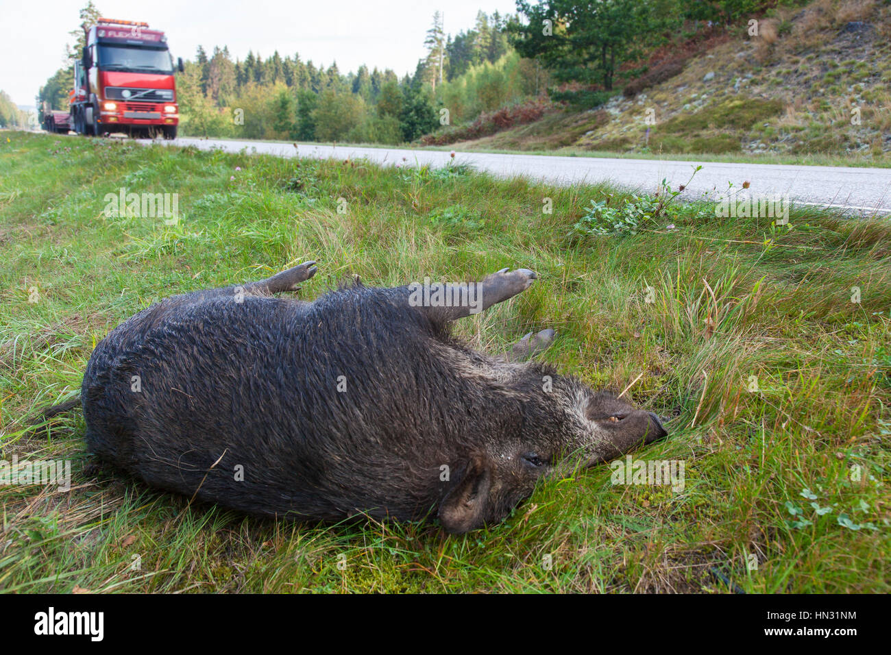 Wild boar (Sus scrofa) roadkill after collision with speeding car Stock Photo