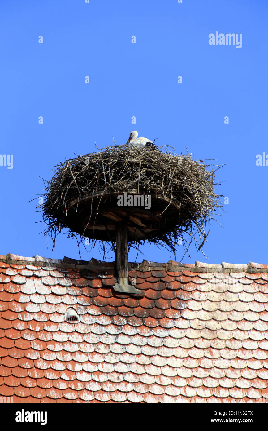 Cigogne au nid sur une toiture dans le village. Ribeauvillé.  F 68 Stock Photo