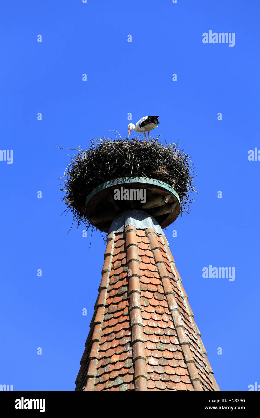 Cigogne au nid sur la Tour des Cigognes. Ribeauvillé.  F 68 Stock Photo