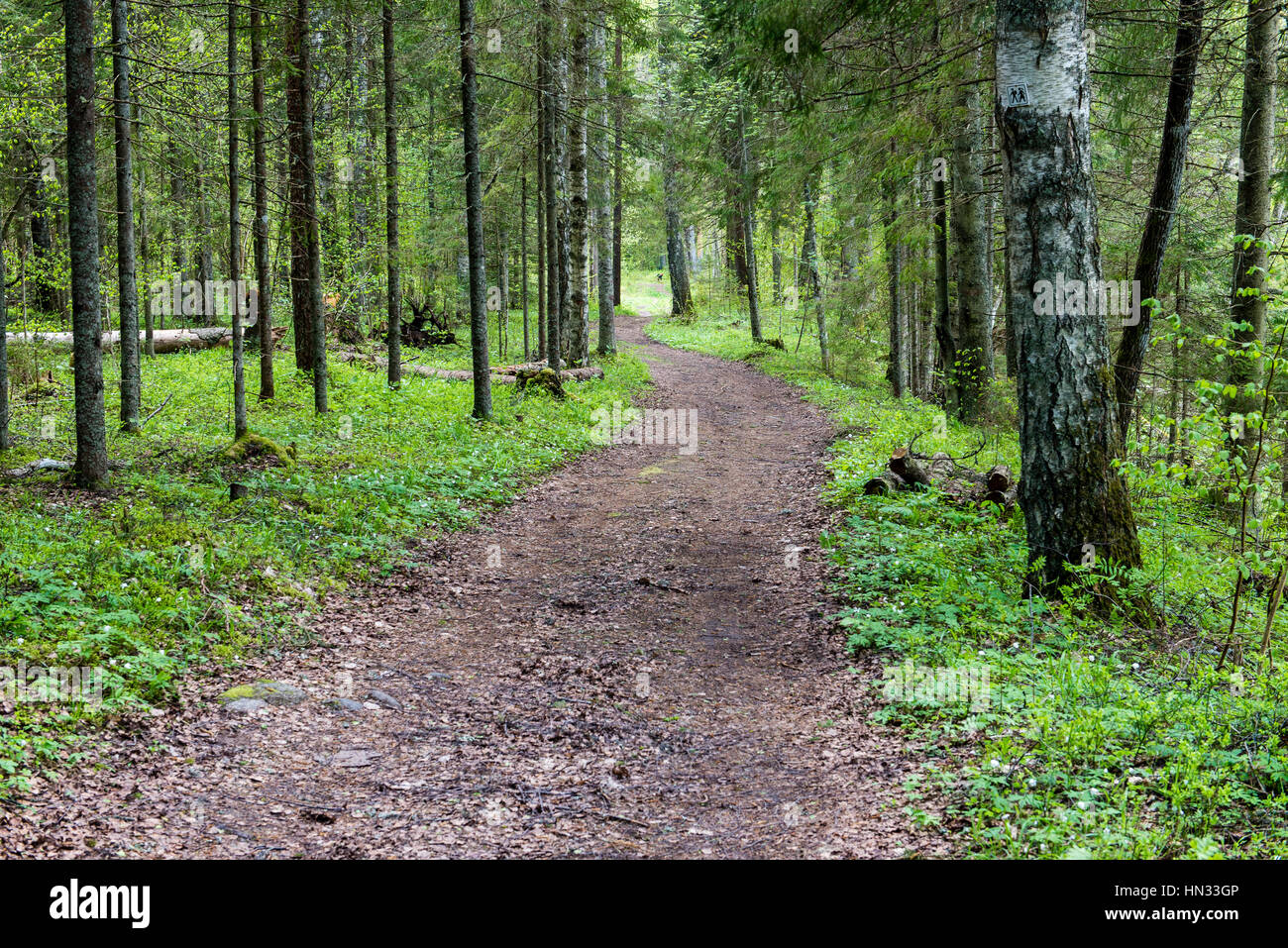 empty road in the forest with shadows and green foliage Stock Photo - Alamy
