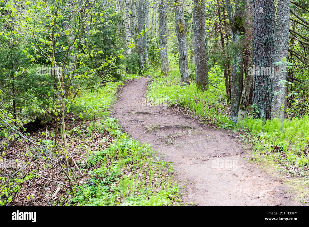 empty road in the forest with shadows and green foliage Stock Photo - Alamy