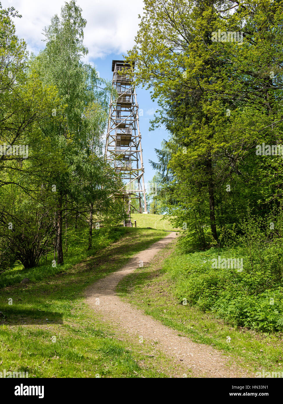 empty road in the forest with shadows and green foliage Stock Photo - Alamy