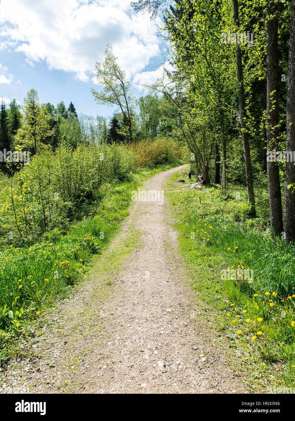 empty road in the forest with shadows and green foliage Stock Photo - Alamy