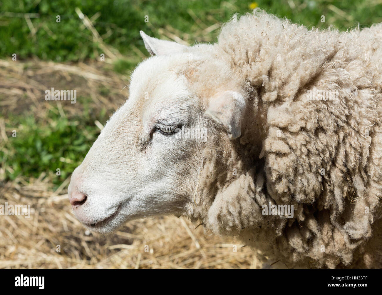 Sheep on the meadow, close-up view Stock Photo - Alamy