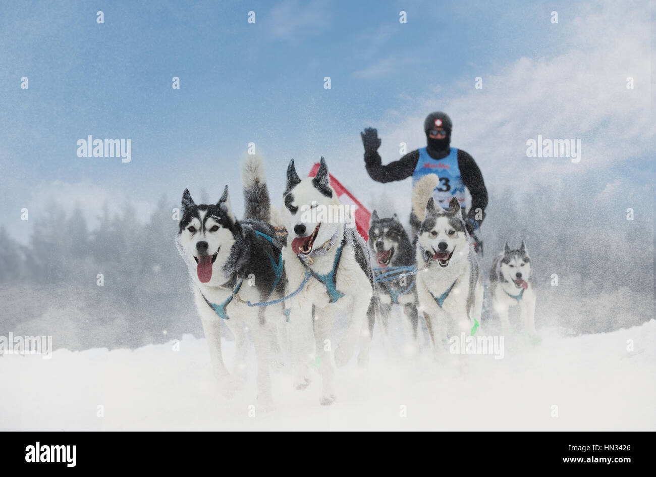 Winter sled dog race in the wonderful winter landscape in the background is blurred guide dogs. Winter Sled dog racing on the circuit. Stock Photo