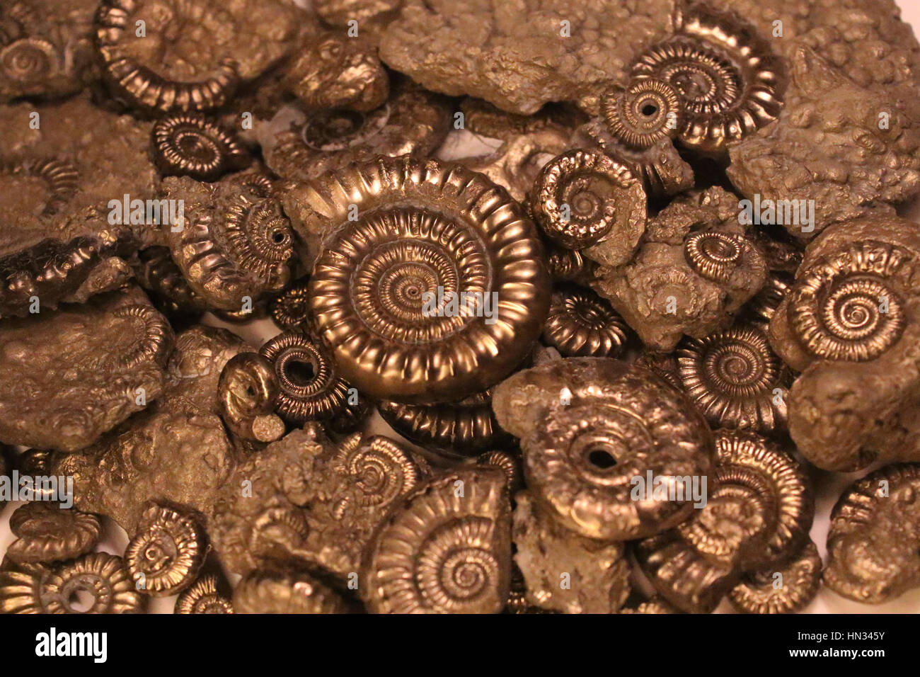 Pyrite ammonites from Charmouth beach, Jurassic coast, world heritage site. Stock Photo