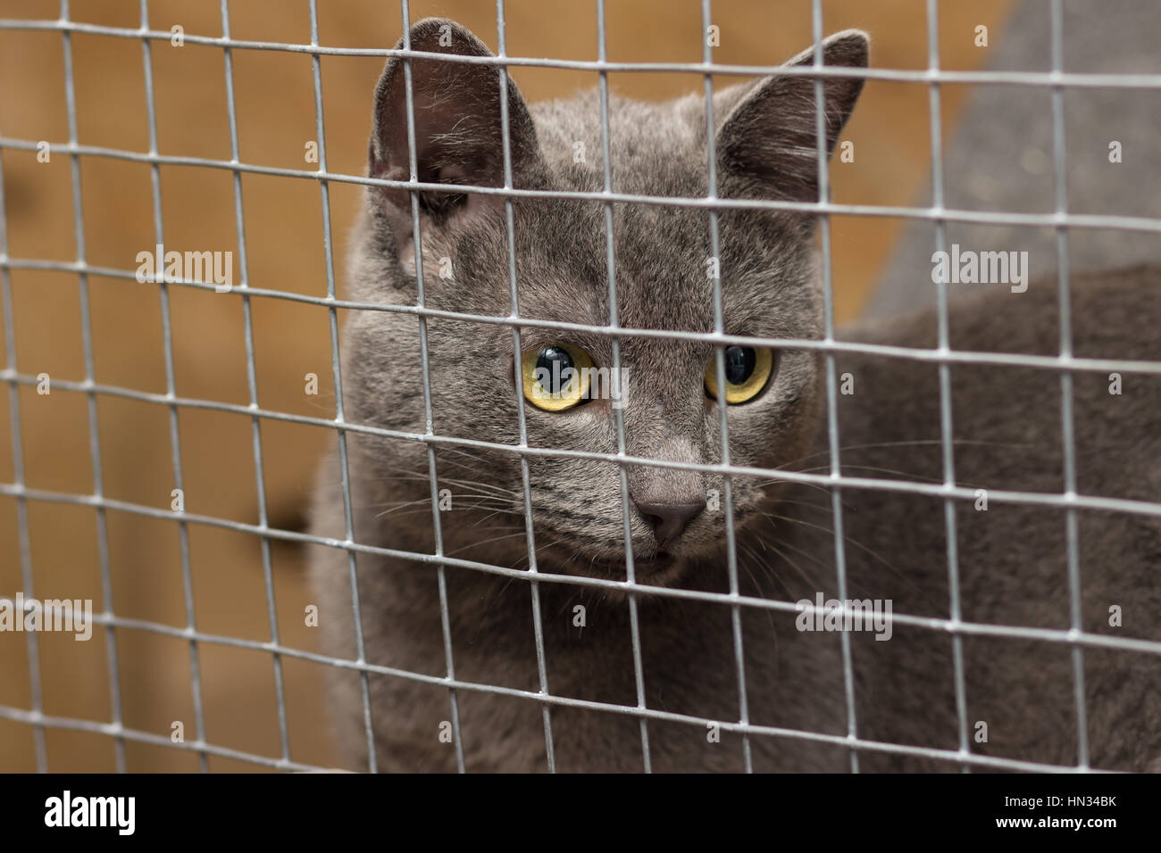Cat jail hires stock photography and images Alamy
