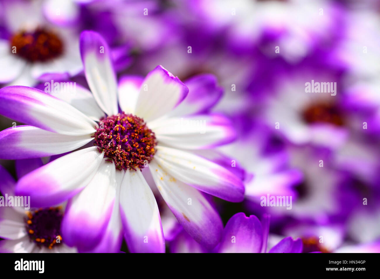 Close up of purple cineraria flowers blooming in a flower bed Stock ...