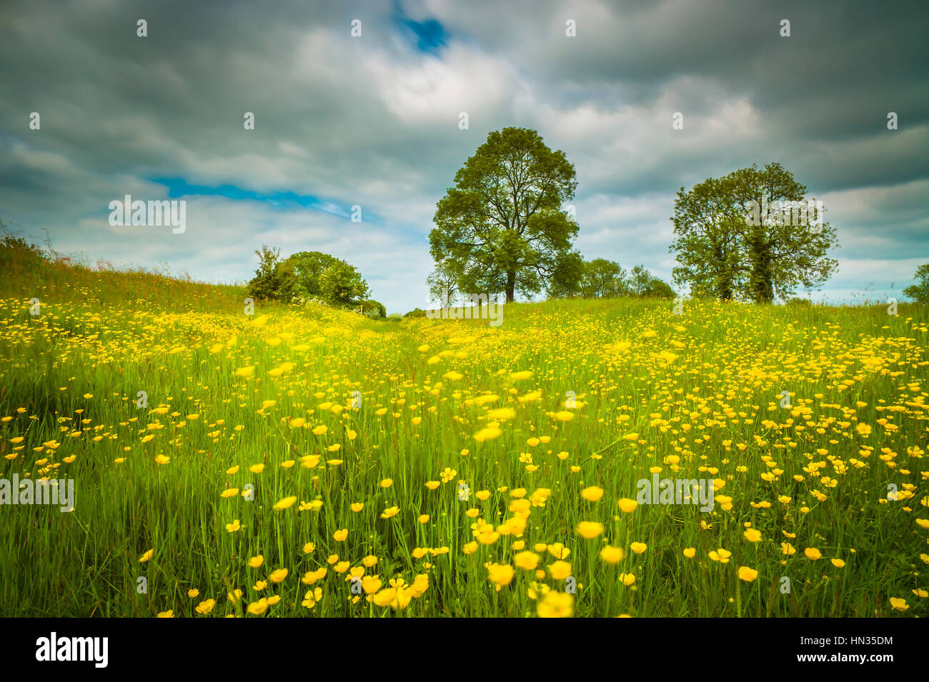 Buttercups sway in the wind in this long exposure of a meadow. Stock Photo