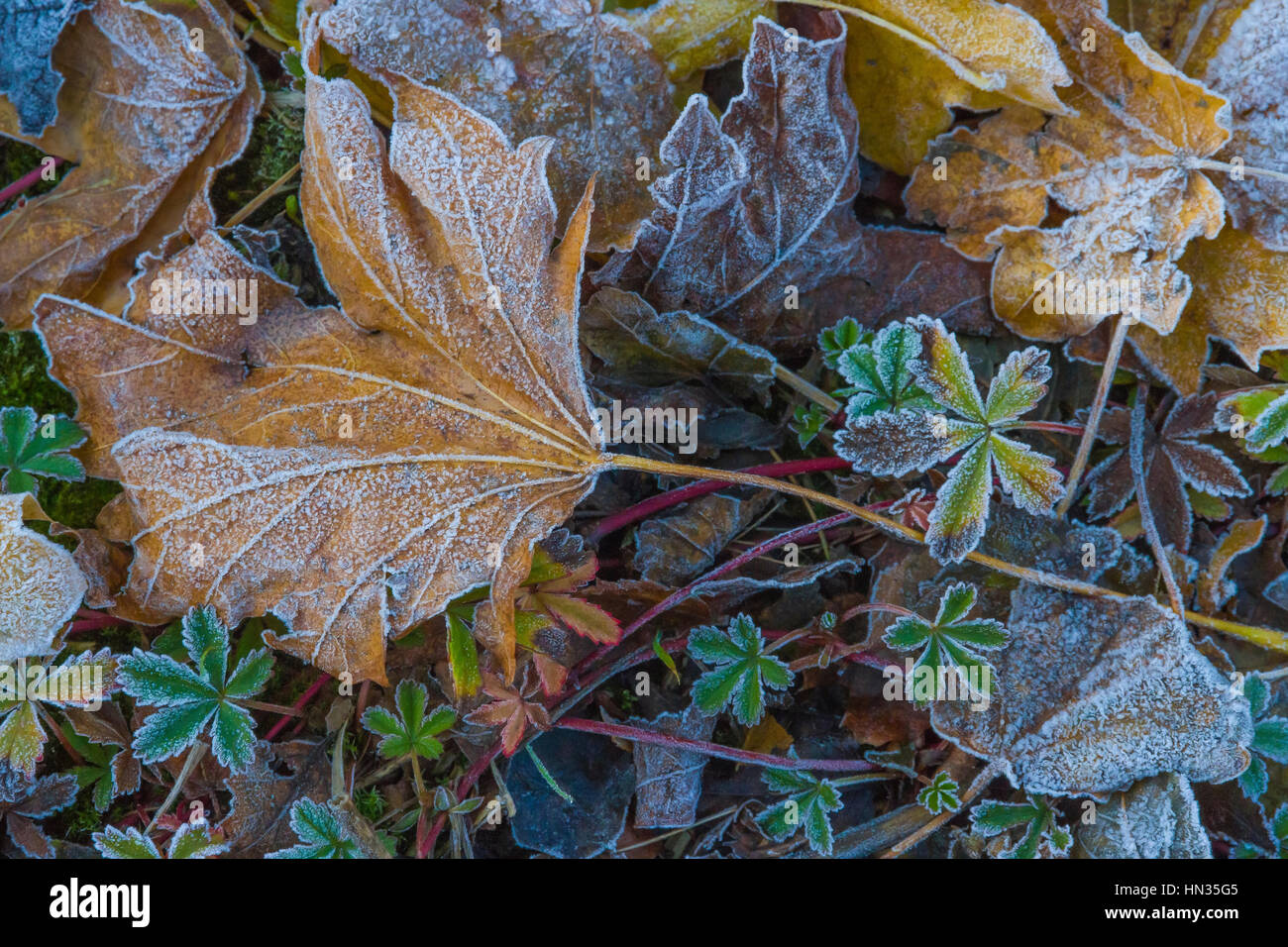 Frosted leaves at the pathside in November. Stock Photo