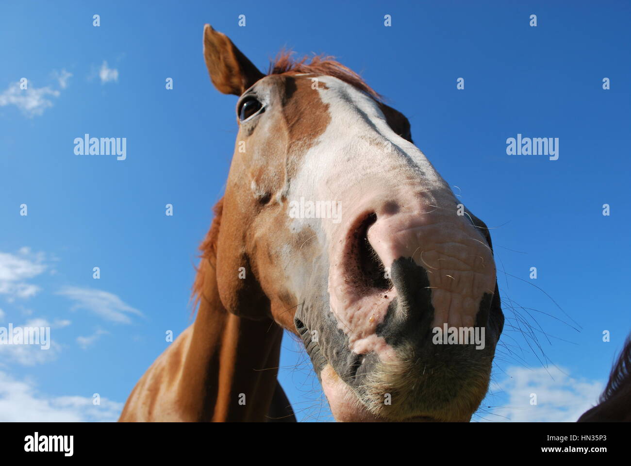 long face meme