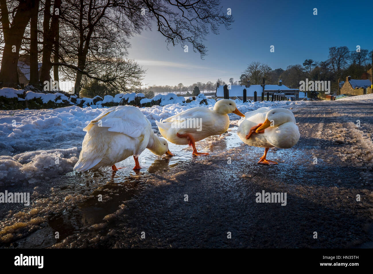 Aylesbury ducks at Tissington in Derbyshire. Stock Photo