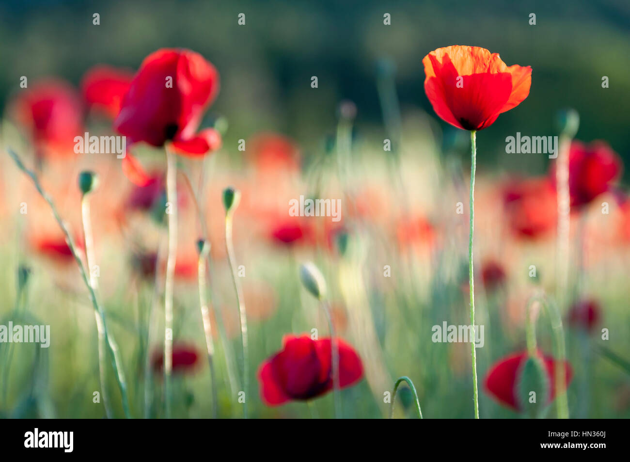 A poppy field in Provence under windy conditions , france. focus is on