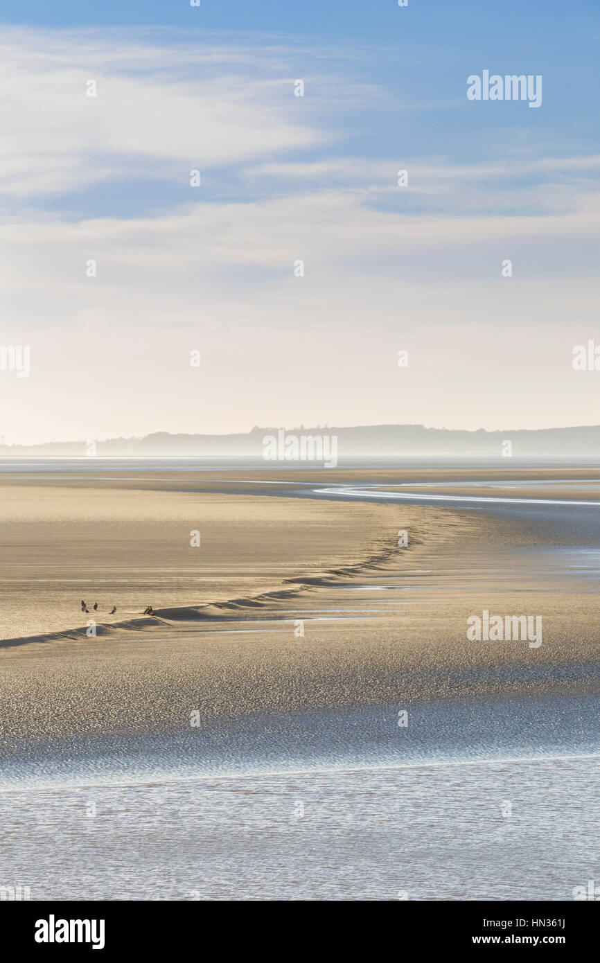 Severn estuary birds hi-res stock photography and images - Alamy