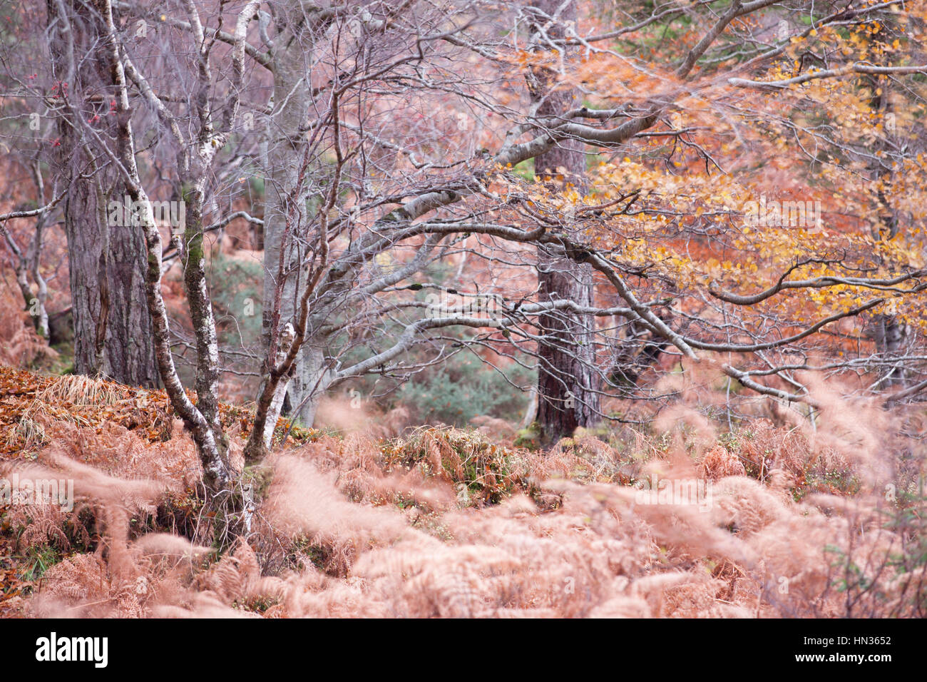 An Autumnal view of the trees and leaves of Scotland Stock Photo Alamy
