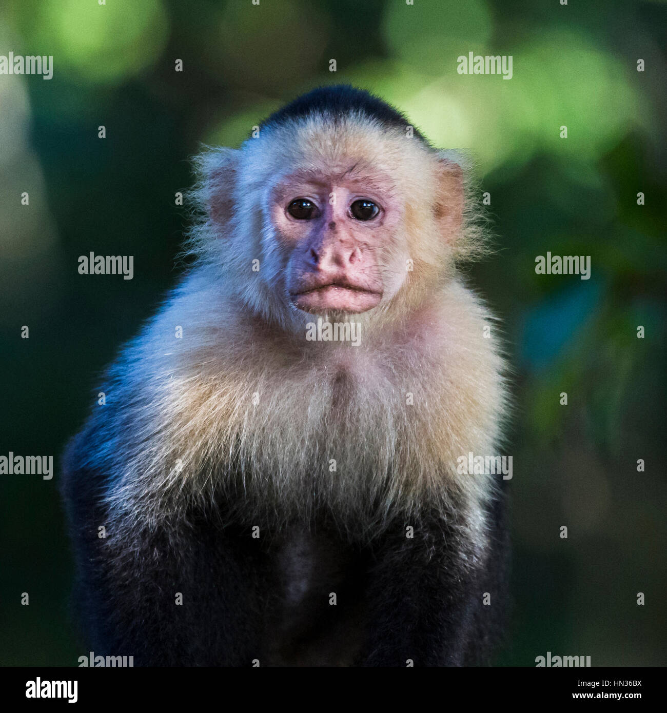 Portrait of a young white faced capuchin as it pauses in the tree tops ...