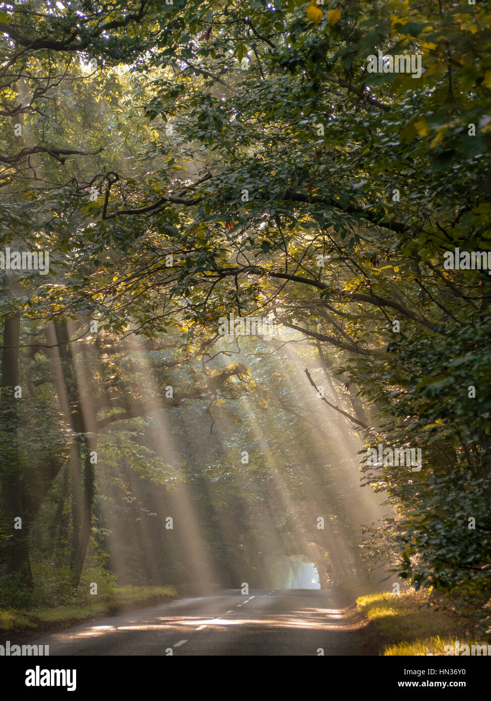 Beams of light filtering through trees along a road Stock Photo Alamy