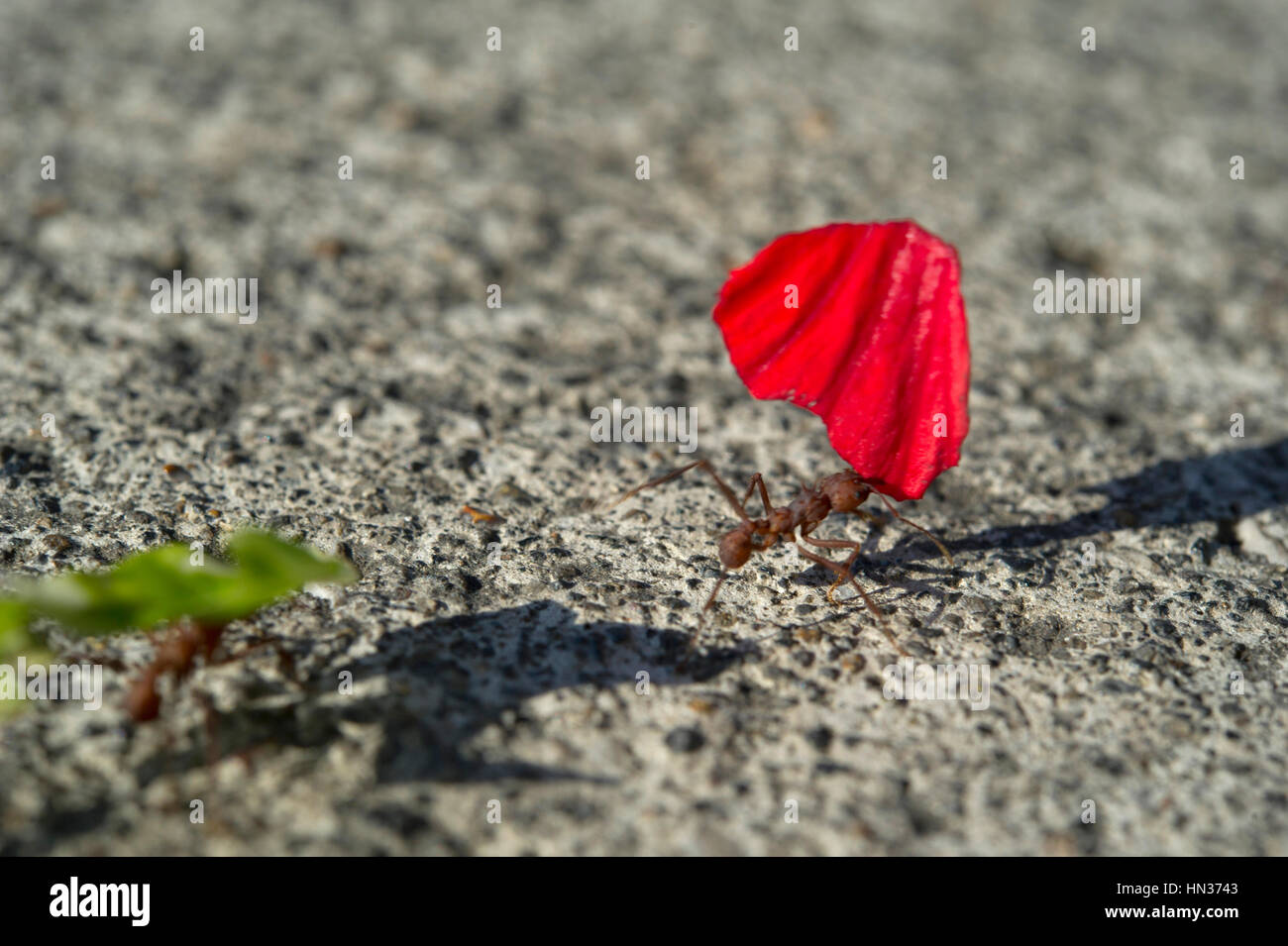 Leaf-cutter ant (Atta cephalotes) carrying a red flower petal Stock Photo