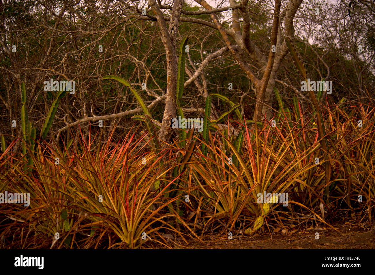 Dry jungle in Guanacaste Province, Costa Rica Stock Photo