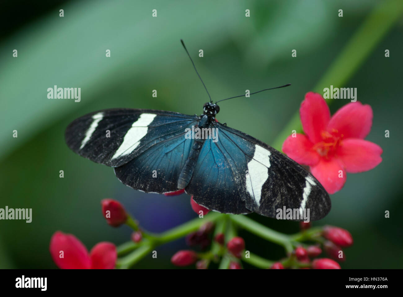 Butterflies in Niagara Botanical Gardens Butterfly Conservatory Stock Photo