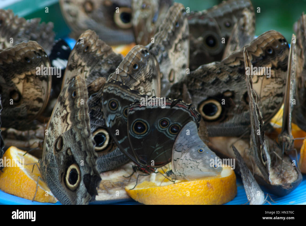 Butterflies in Niagara Botanical Gardens Butterfly Conservatory Stock Photo