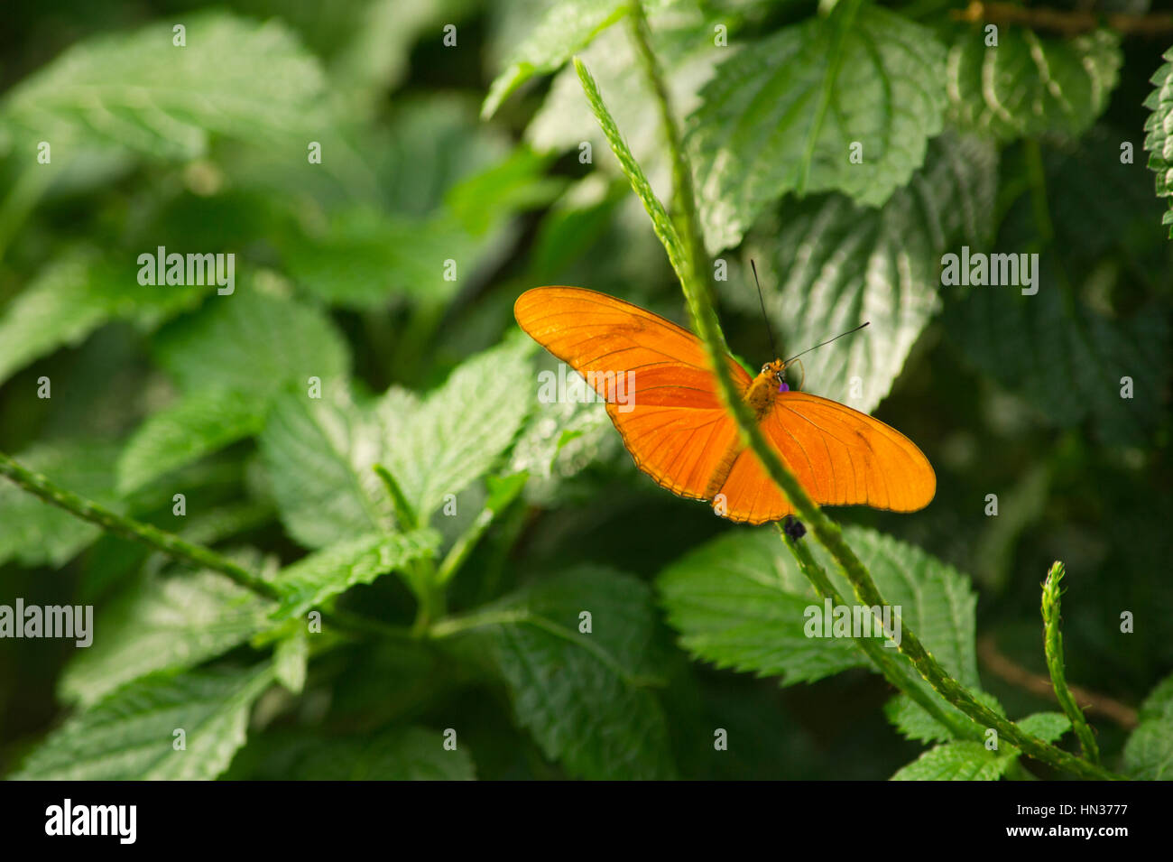 Butterflies in Niagara Botanical Gardens Butterfly Conservatory Stock