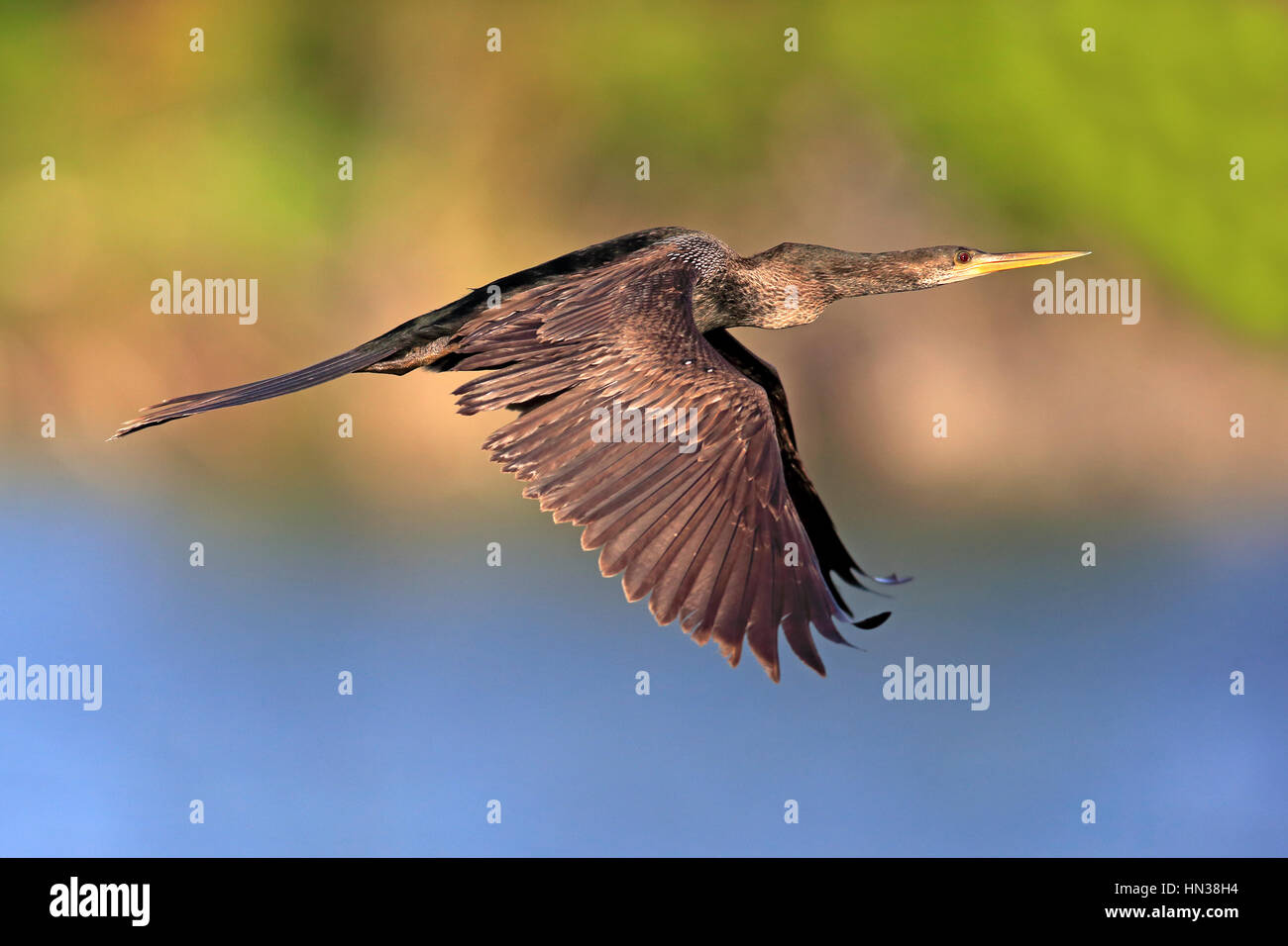 Anhinga, (Anhinga anhinga), Wakodahatchee Wetlands, Delray Beach, Florida, USA, Northamerica, adult female flying Stock Photo
