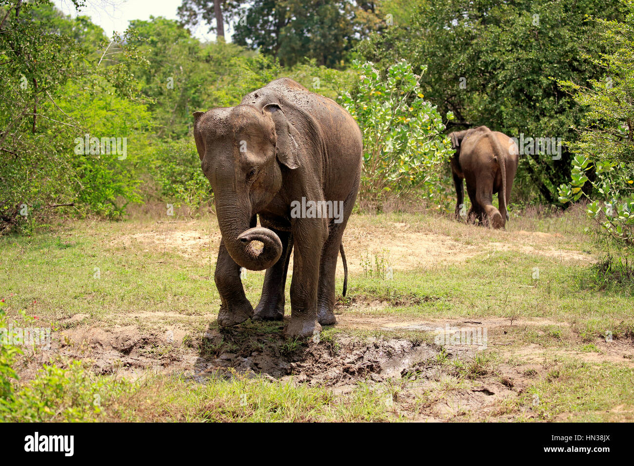 Sri Lankan Elephant, (Elephas maximus maximus), Asian Elephant, adult mudbath, protection for skin, Udawalawe Nationalpark, Sri Lanka, Asia Stock Photo