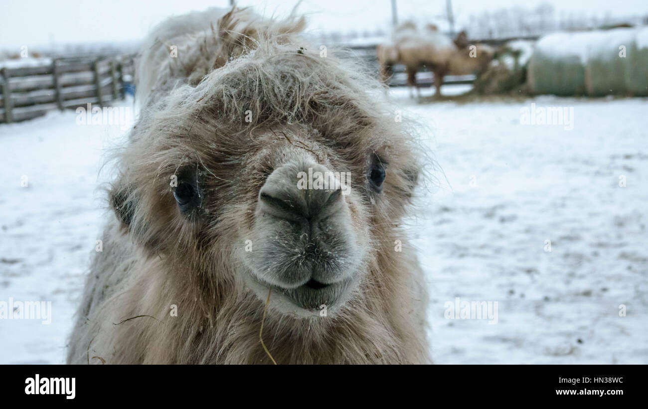 Bactrian CAMELS in Central Alberta, Canada,Winter Stock Photo - Alamy