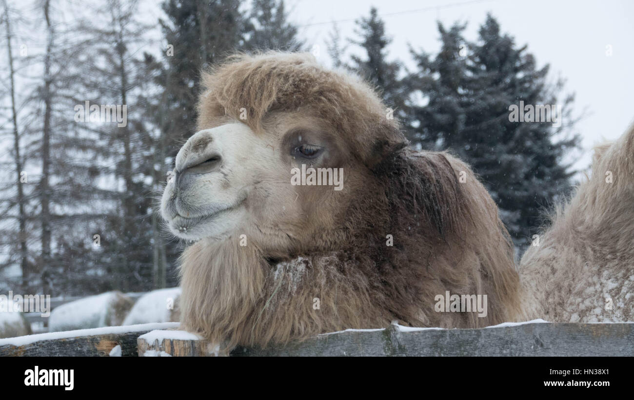 Bactrian CAMELS in Central Alberta, Canada,Winter Stock Photo - Alamy