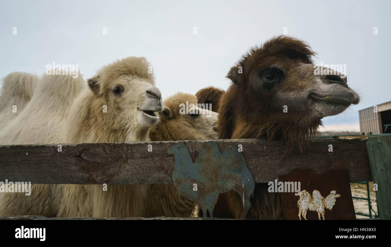 Bactrian CAMELS in Central Alberta, Canada,Winter Stock Photo - Alamy