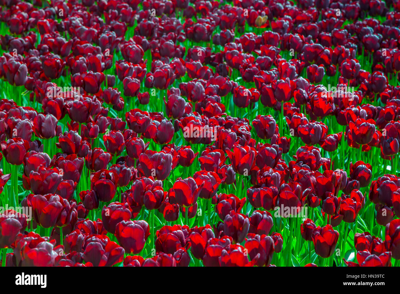 Flower field of colourful tulips in spring. Beautiful tulips. Colorful ...