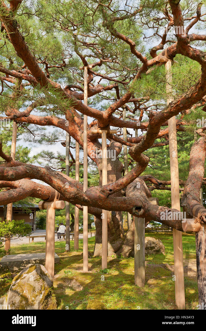 Old pine tree with supporting wooden girders in Kenrokuen Garden