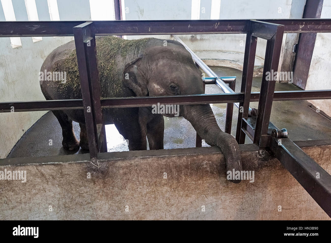 Baby Elephant in bath area at Belgrade ZOO in Serbia Stock Photo