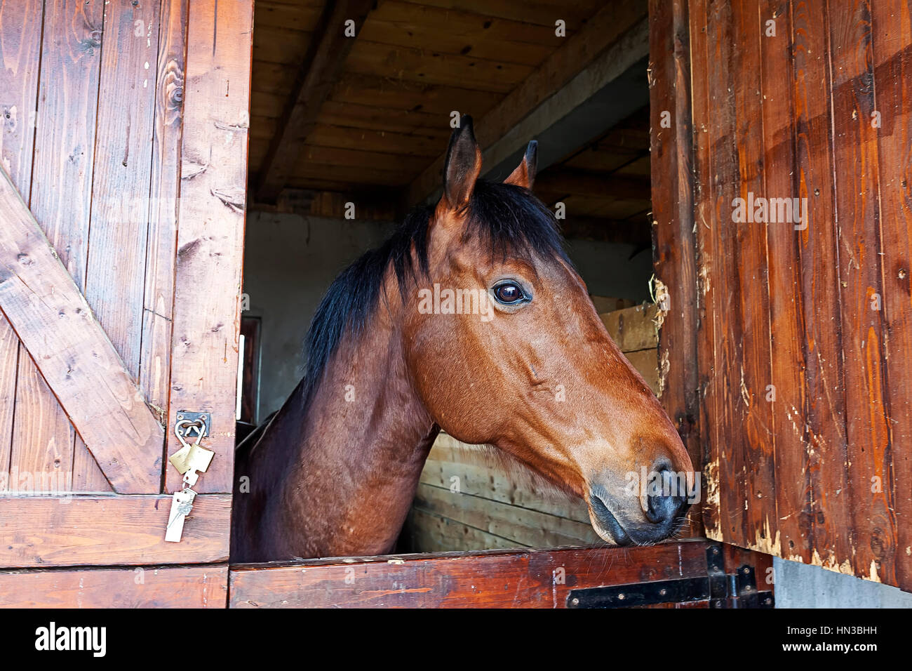 English thoroughbred racehorse in box Stock Photo Alamy