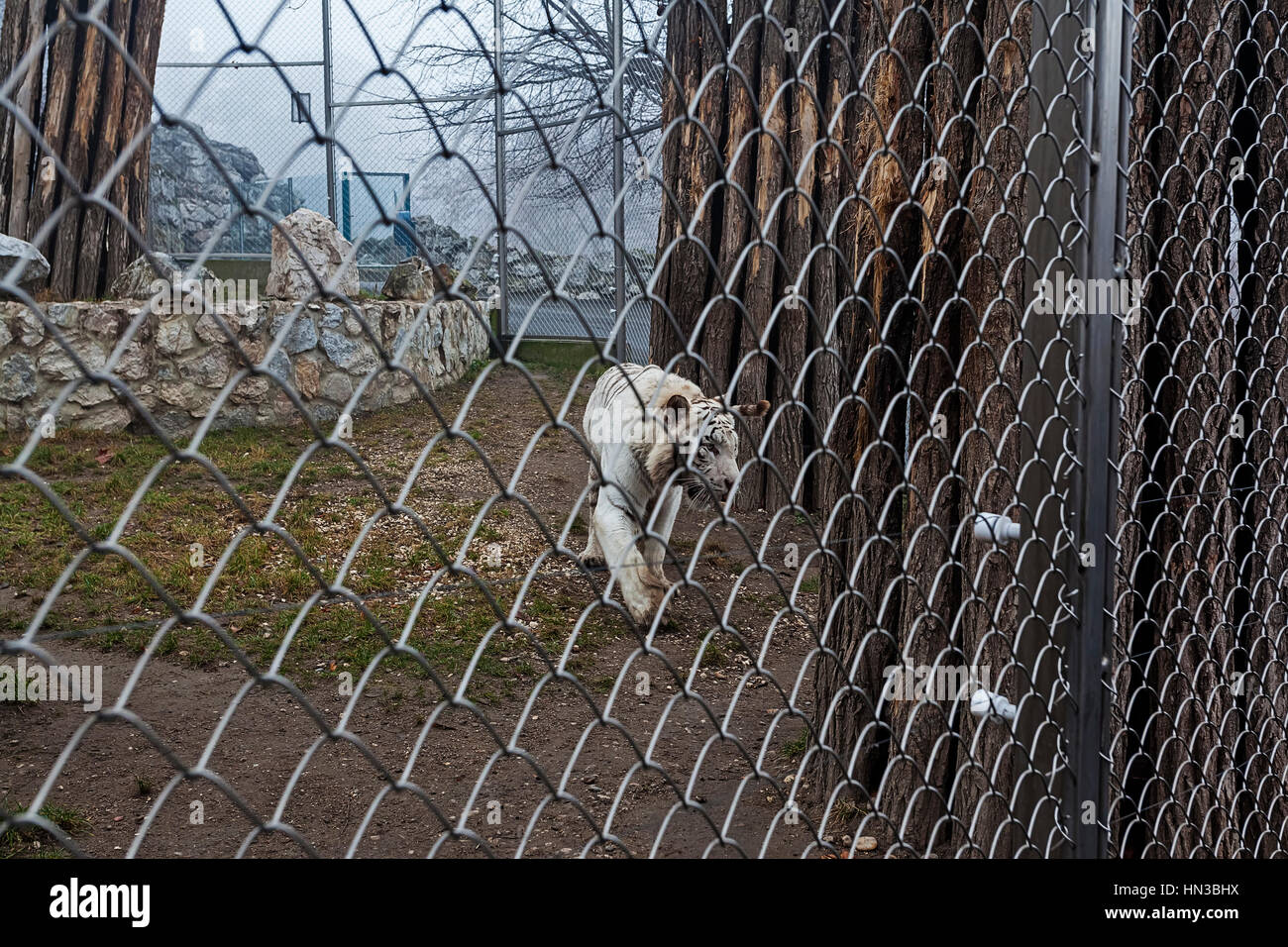 Whute tiger in cage at Belgrade ZOO. Stock Photo