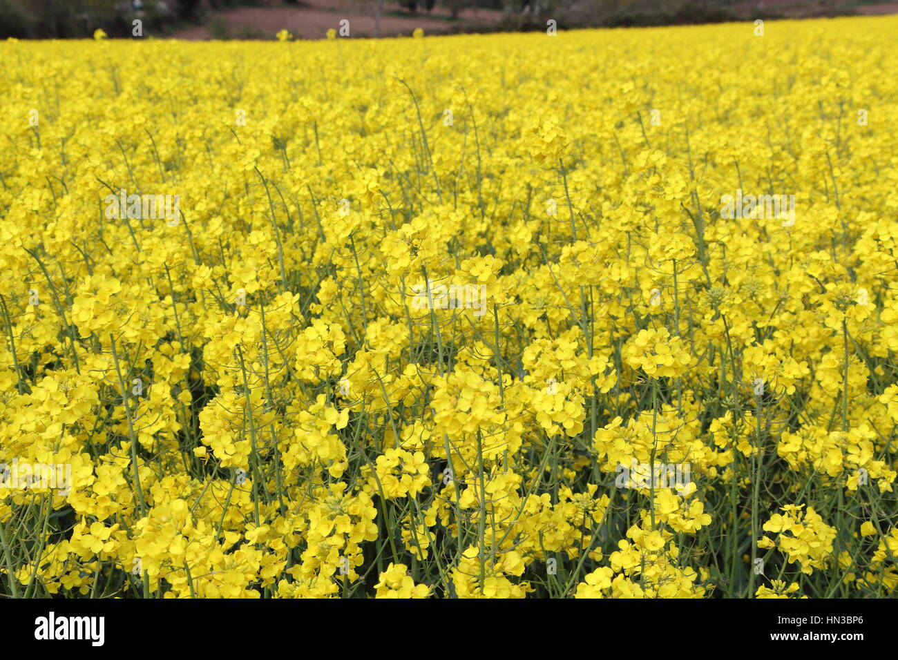 Field of canola in Brittany Stock Photo