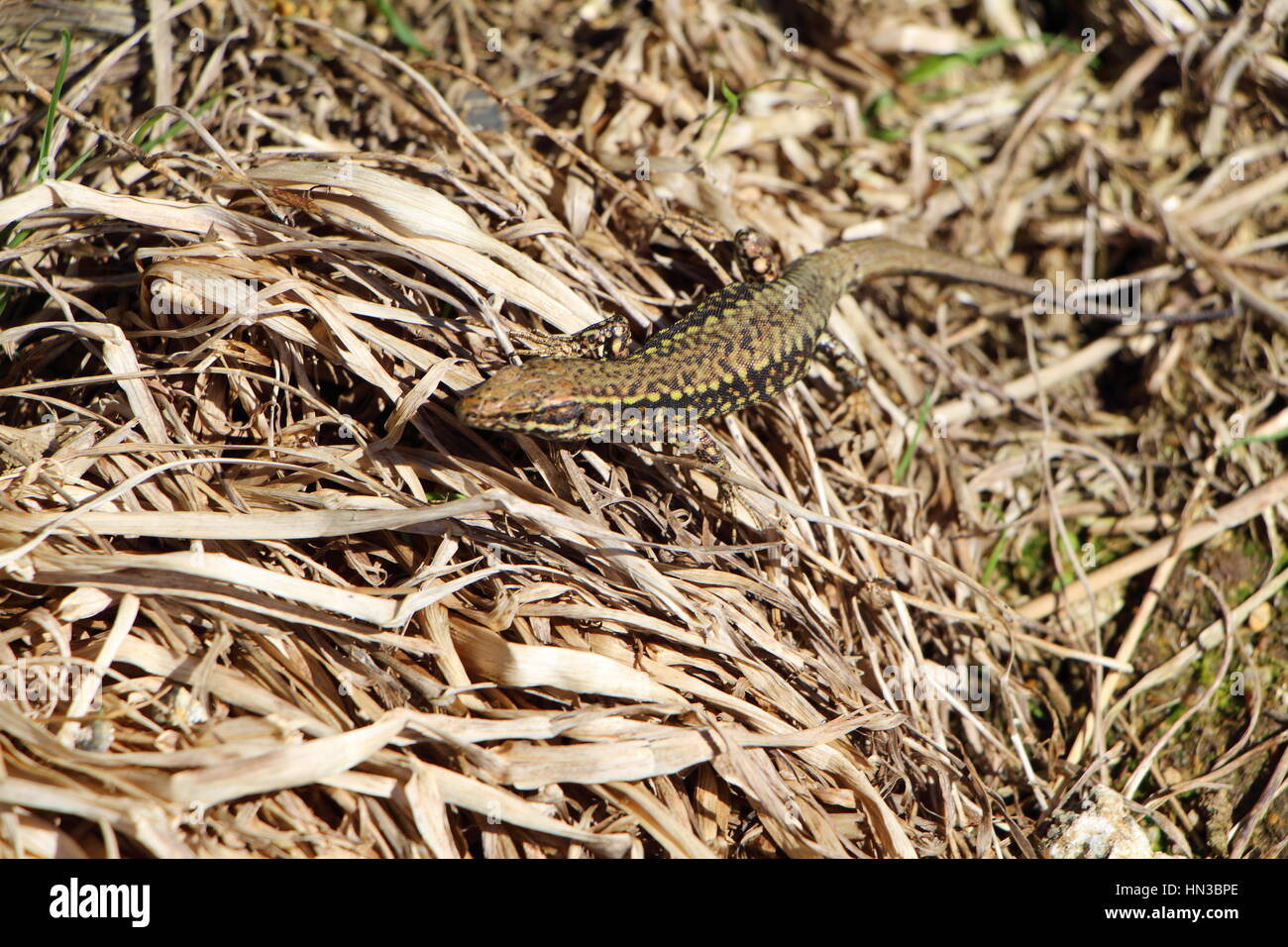 Lizard on dried grass Stock Photo