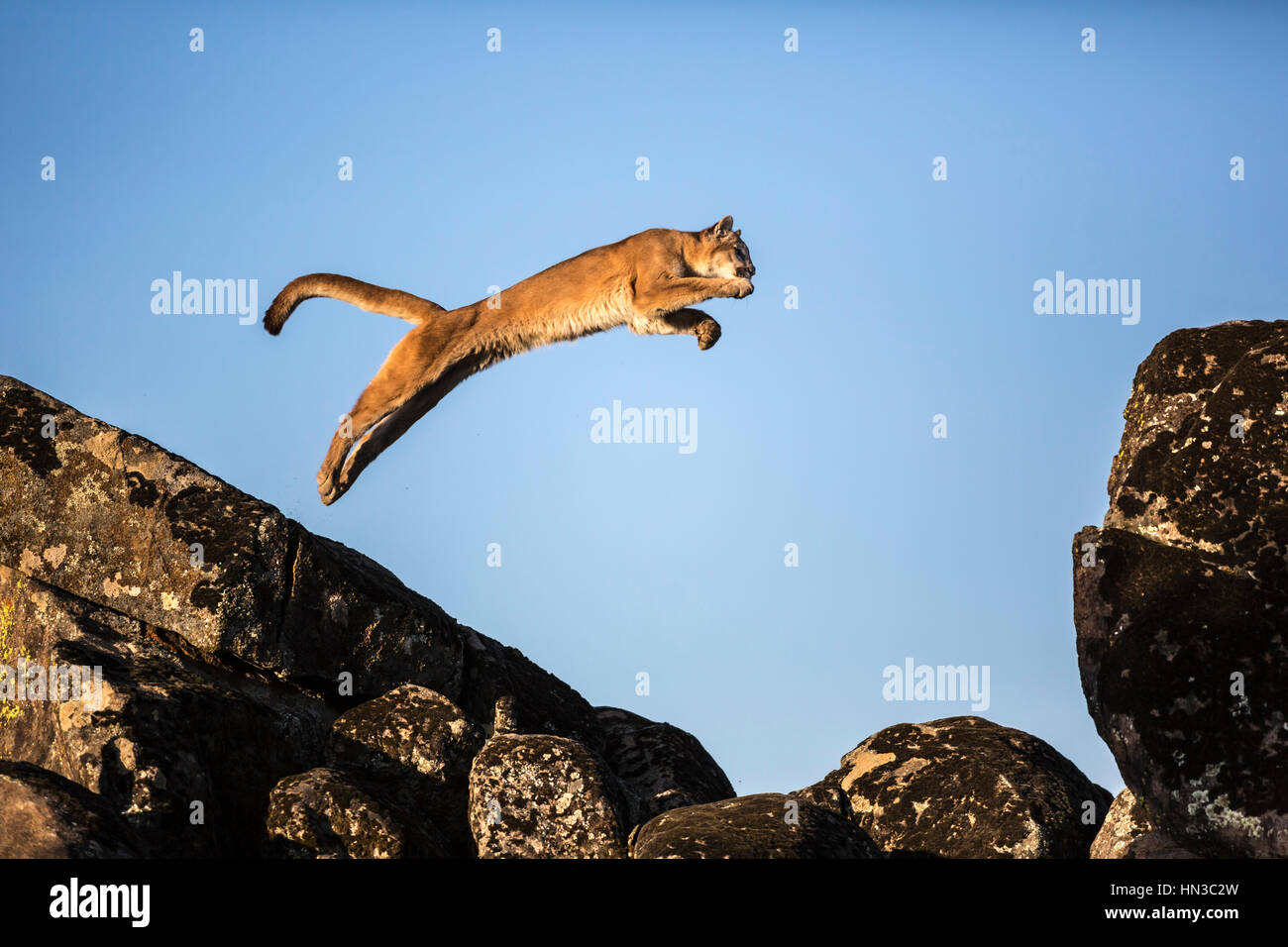 how high can a mountain lion jump how high can a mountain lion jump